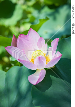光を浴びて咲く美しい桃色の蓮の花 光を浴びて咲く美しい桃色の蓮の花 128715080