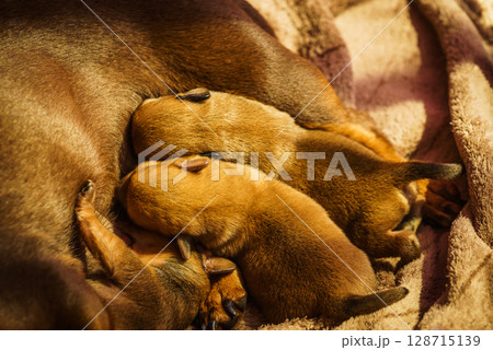 Little dachshund mom feeding puppies newborns Little dachshund mom feeding puppies newborns 128715139