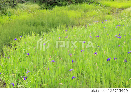 夏の尾瀬　満開のニッコウキスゲ　山ノ鼻〜ヨッピ吊橋 128715499