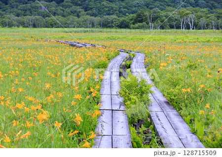 夏の尾瀬　満開のニッコウキスゲ　山ノ鼻〜ヨッピ吊橋 128715509