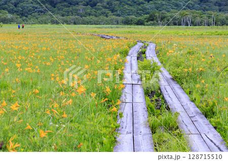 夏の尾瀬 満開のニッコウキスゲ 山ノ鼻〜ヨッピ吊橋 夏の尾瀬 満開のニッコウキスゲ 山ノ鼻〜ヨッピ吊橋 128715510