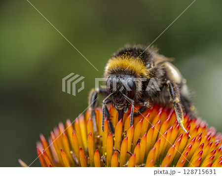 Macro Shot of Bumblebee pollinating echinacea flowers 128715631
