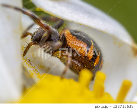 Close-Up of Napoleon Spider with Vibrant Colors on Flower Petals and Stamen Close-Up of Napoleon Spider with Vibrant Colors on Flower Petals and Stamen 128715639