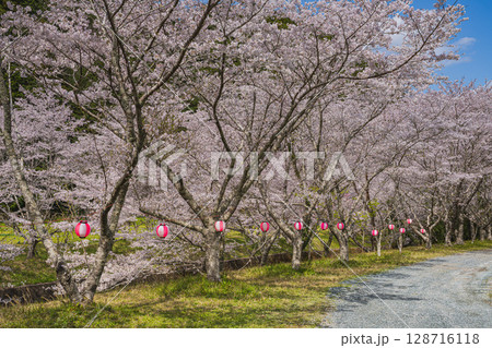 磐田市の獅子ヶ鼻公園の敷地川沿いの桜の風景(静岡県) 128716118
