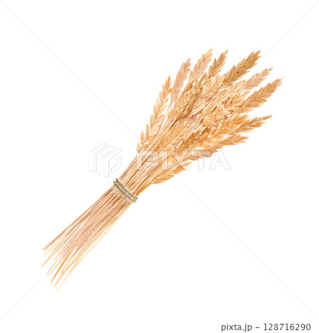 A golden wheat bundle tied with string. Watercolor illustration isolated on white. Hand painted clip art. Ideal for bakery branding, organic product labels, rustic packaging, harvest-themed designs 128716290