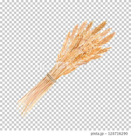 A golden wheat bundle tied with string. Watercolor illustration isolated on white. Hand painted clip art. Ideal for bakery branding, organic product labels, rustic packaging, harvest-themed designs 128716290