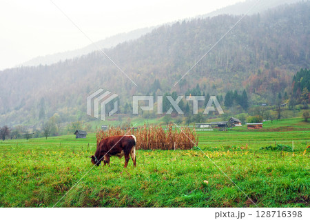 Young bull grazes on green autumn pasture in pouring rain in village Young bull grazes on green autumn pasture in pouring rain in village 128716398