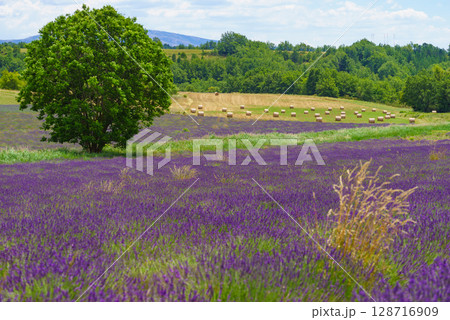 Summer landscape with lavender fields, France Summer landscape with lavender fields, France 128716909