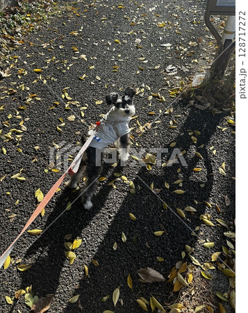 お散歩中の犬 128717272