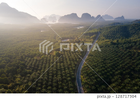 Aerial view of scenic road in the area of palm tree plantation 128717304
