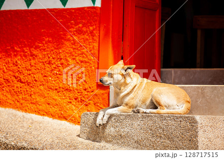 Sweet dog at the beautiful colonial town of Concepcion in Antioquia, Colombia. 128717515