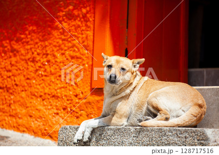 Sweet dog at the beautiful colonial town of Concepcion in Antioquia, Colombia. Sweet dog at the beautiful colonial town of Concepcion in Antioquia, Colombia. 128717516