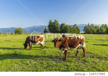 Cows grazing in a green field in Slovakia, near Veterna Poruba, Zilinsky kraj Cows grazing in a green field in Slovakia, near Veterna Poruba, Zilinsky kraj 128717995