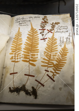 Dried fern specimens attached to aged herbarium page showcasing botanical research Dried fern specimens attached to aged herbarium page showcasing botanical research 128718002