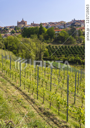 Vineyard flourishing in the picturesque landscape of Novello, Italy, with the town in the background 128718063