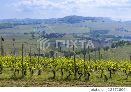 Vineyards covering the rolling hills of Novello, Piedmont, Langhe wine region, Italy 128718064