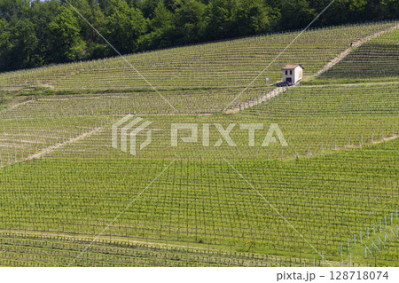 Scenic vineyard landscape showcasing rows of grapevines growing in Novello, Piedmont, Italy 128718074