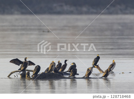 Great cormorants drying wings on Rhone river in Codolet, Gard, France Great cormorants drying wings on Rhone river in Codolet, Gard, France 128718468
