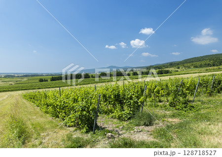 Lush vineyard rows growing under blue summer sky in Dolne Oresany, Slovakia Lush vineyard rows growing under blue summer sky in Dolne Oresany, Slovakia 128718527