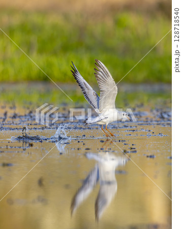 Black headed gull running on water surface and splashing water with reflection in Hungary Black headed gull running on water surface and splashing water with reflection in Hungary 128718540