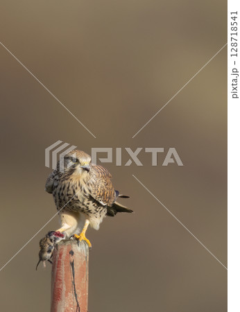 Common kestrel eating prey perched on pole in Czechia Common kestrel eating prey perched on pole in Czechia 128718541