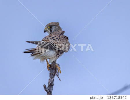 Common kestrel perched on branch with prey looking back over its shoulder in Czechia Common kestrel perched on branch with prey looking back over its shoulder in Czechia 128718542
