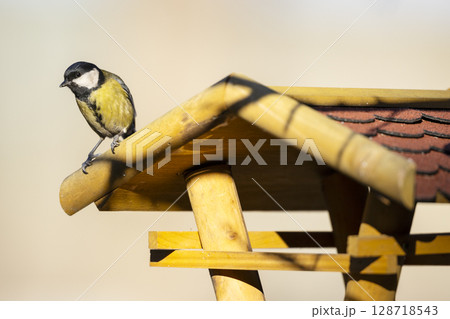 Great tit perched on a wooden bird feeder in Czechia 128718543