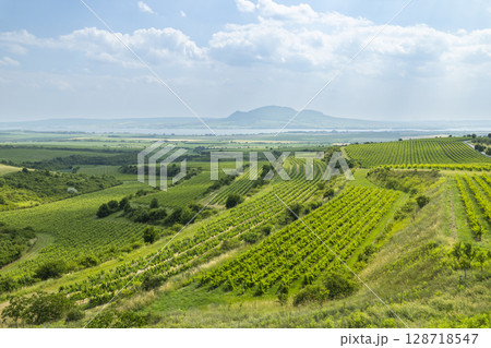Scenic Vineyards Covering Rolling Hills in South Moravia, Czechia, under a Cloudy Sky Scenic Vineyards Covering Rolling Hills in South Moravia, Czechia, under a Cloudy Sky 128718547