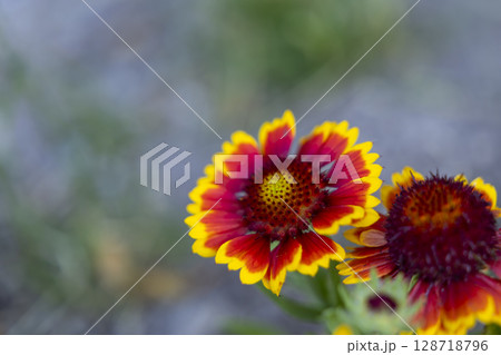 Vibrant gaillardia flowers blooming in Spania Dolina, Slovakia 128718796
