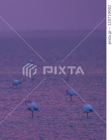 Flamingos standing in water at purple sunset in the Camargue, France Flamingos standing in water at purple sunset in the Camargue, France 128719082