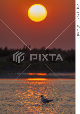 Seagull enjoying sunset over the Rhone river in Saintes Maries de la Mer, Camargue, France 128719102