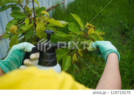 Work in the garden, summer treatment of trees from aphids. Aphids are pests in the garden. Fruit trees treatment from parasites attack. Garden problems and solution. Closeup. 128719270