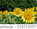 夏の花のある風景 128719297