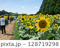 農園に咲く沢山のひまわり 128719298