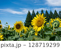 太陽に向かって咲くひまわり 128719299
