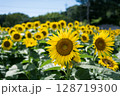 太陽に向かって咲くひまわり 128719300