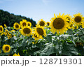 ひまわり畑に咲く大きなひまわり 128719301