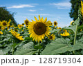 ひまわり畑に咲く大きなひまわり 128719304