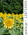 夏の花のある風景 128719305