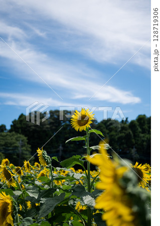 夏の空に咲くひまわり 夏の空に咲くひまわり 128719306