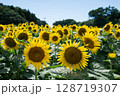 太陽に向かって 128719307