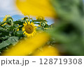 太陽に向かって咲くひまわり 128719308