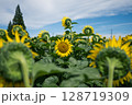 太陽に向かって咲くひまわり 128719309