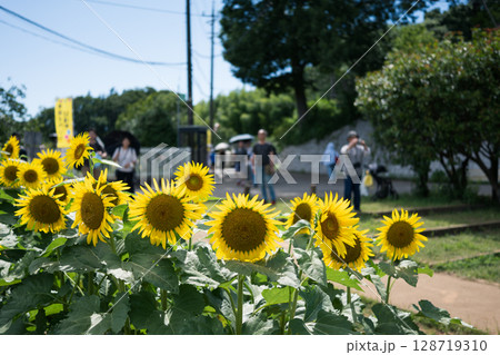 夏の花の咲くひまわり畑を散策する人々 128719310