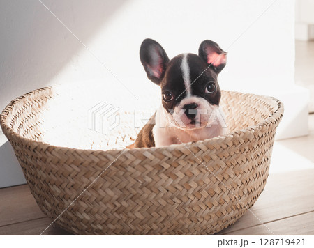 Lovable puppy puppy sits in a wicker basket 128719421