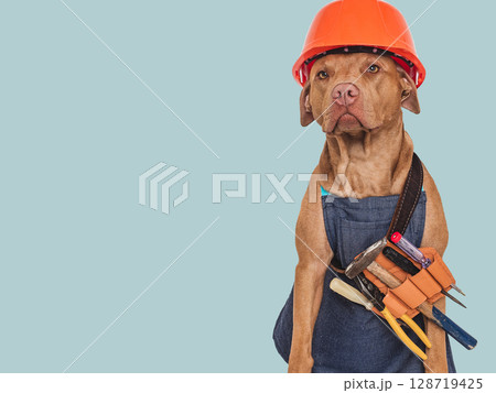 Cute brown dog, apron and orange helmet Cute brown dog, apron and orange helmet 128719425