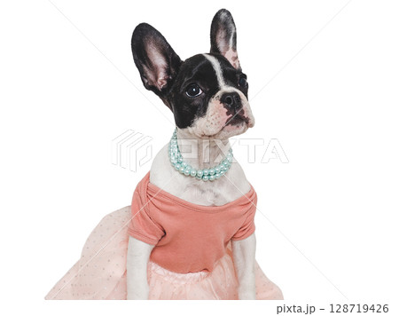 Cute puppy, beads, red t-shirt and dress 128719426