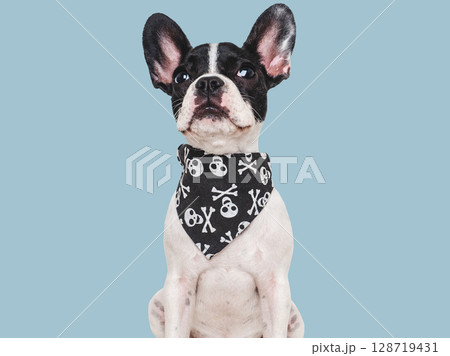 Charming puppy and black neckerchief with skulls 128719431
