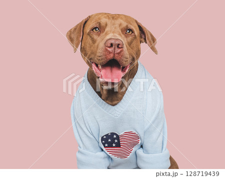 Cute dog and American Flag. Studio shot Cute dog and American Flag. Studio shot 128719439