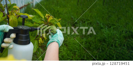 Insecticide treatment of a colony of aphids on a cherry tree. Fruit trees treatment from parasites attack. Garden problems and solution. Closeup. 128719451